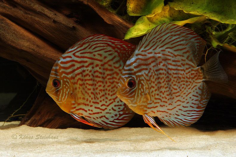 Sand for Discus tank The Cichlid Room Companion
